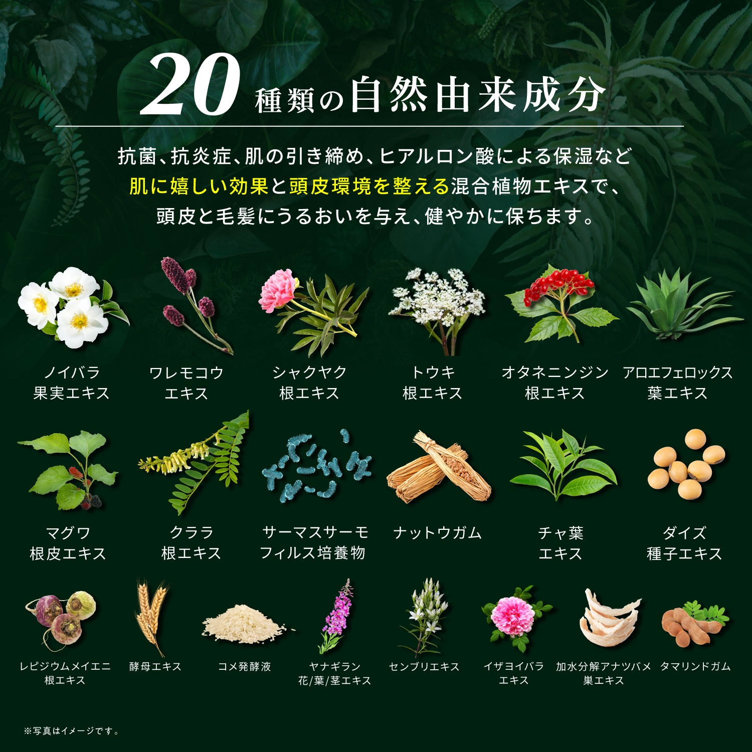 KYOGOKUレ スキャルプセラムシャンプー 185ml 頭皮ケアシャンプー